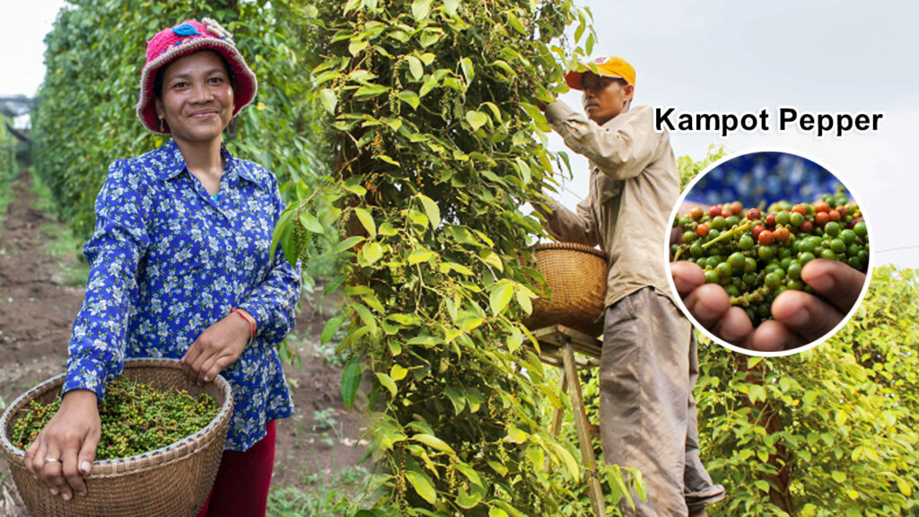 Discover Kampot Pepper Plantations