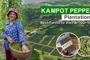 Kampot Pepper Plantations: Best Farms to Visit & Tour Tips