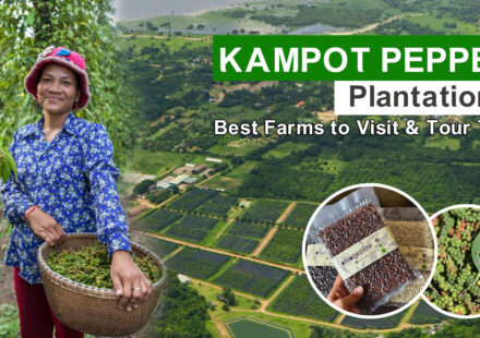 Kampot Pepper Plantations: Best Farms to Visit & Tour Tips