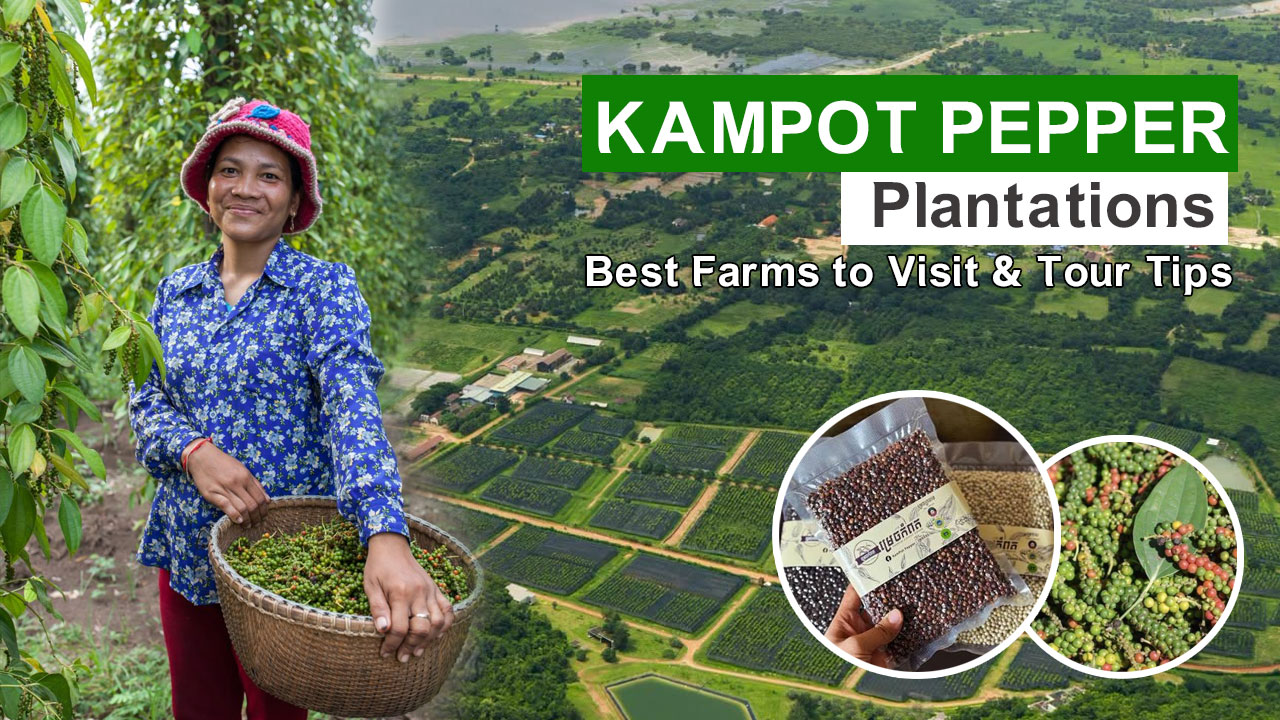 Kampot Pepper Plantations: Best Farms to Visit & Tour Tips